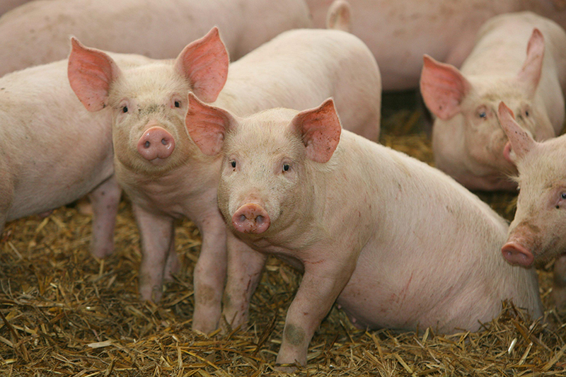 Pork Weaners